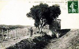 Souk-Ahras - Olivier de Saint-Augustin - 1913